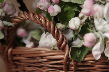 Image showing Apple-tree flowers