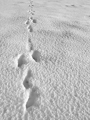 Image showing Hare footprint