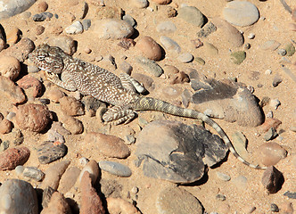 Image showing Yellow spotted agama in Qatar