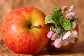 Image showing Apples and flowers