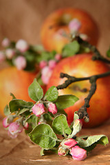 Image showing Apples and flowers