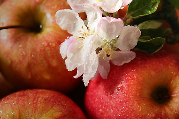 Image showing Apples and flowers