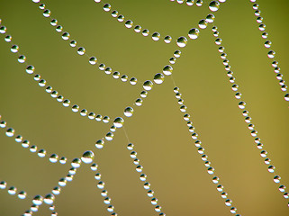 Image showing Cobweb