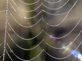 Image showing Cobweb