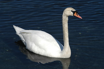 Image showing Swan_1_27.04.2005