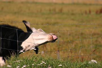 Image showing cow tries reach its food