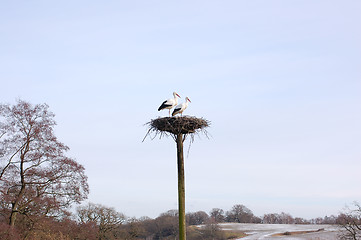 Image showing Storch nest