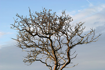 Image showing Tree