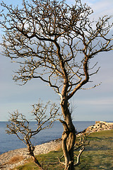 Image showing Tree