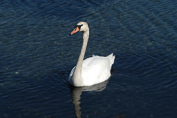 Image showing Swan_2_27.04.2005