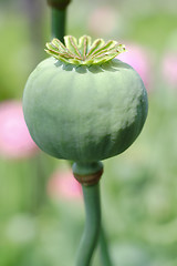 Image showing green poppy - head