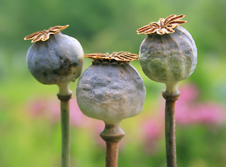 Image showing three poppy - head