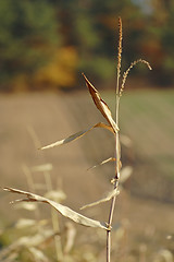 Image showing maize inflorescence