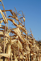 Image showing maizes dry plants