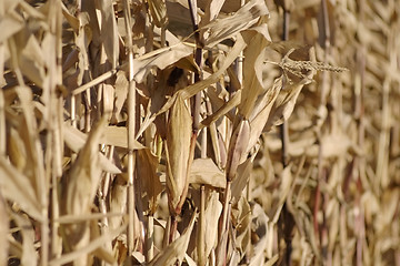 Image showing maizes dry plants