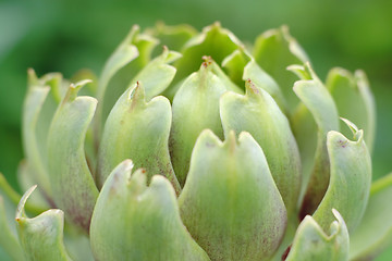 Image showing artichoke inflorescence