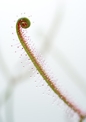 Image showing close-up sundew leaf