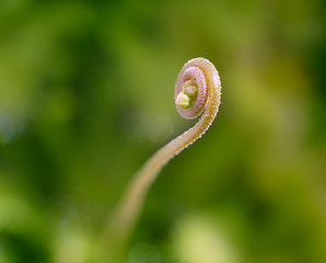 Image showing close-up sundew's floral sprout