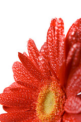 Image showing red gerbera