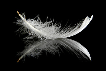 Image showing Feather on black