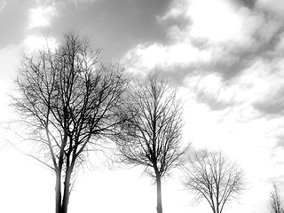 Image showing Tree in sky