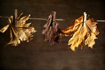 Image showing Autumnal still life