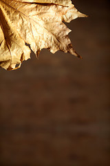 Image showing Autumnal still life