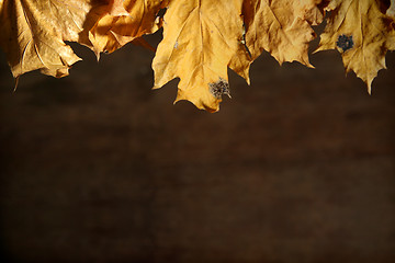 Image showing Autumnal still life