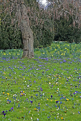 Image showing Spring