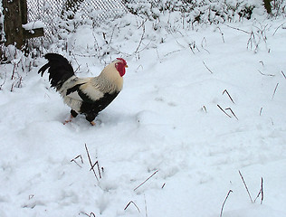 Image showing Rooster on snow