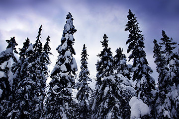 Image showing Snow covered tree