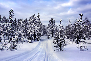 Image showing Snow covered tree