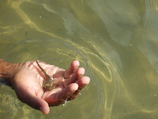 Image showing Holding sea-horse in the hands