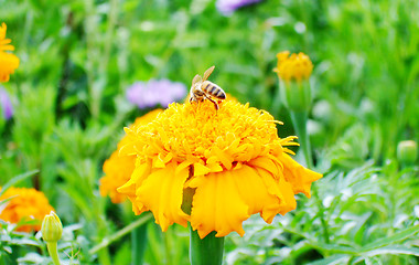 Image showing bee on a flower