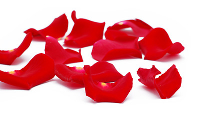 Image showing beauty petals