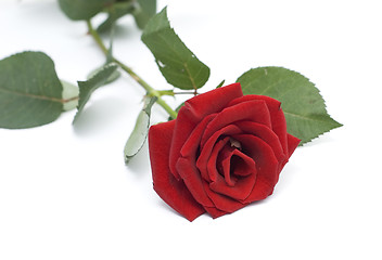 Image showing beauty rose