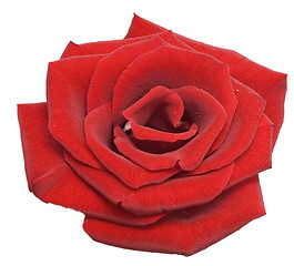 Image showing red rose