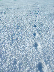 Image showing Cat footprint