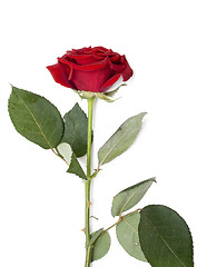 Image showing rose