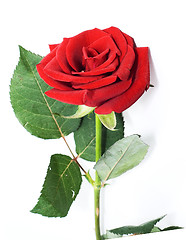 Image showing rose