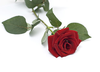 Image showing rose on white