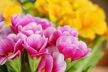 Image showing Spring flowers