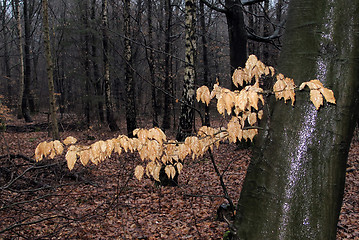 Image showing Left leaves