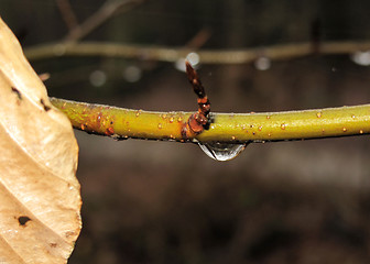 Image showing Raindrop on a branch