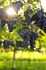Image showing Purple grapes