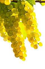 Image showing Yellow grapes