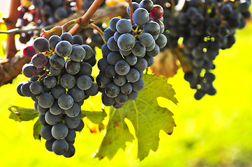 Image showing Red grapes