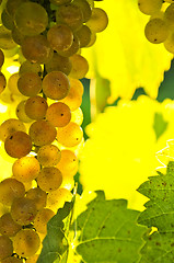 Image showing Yellow grapes