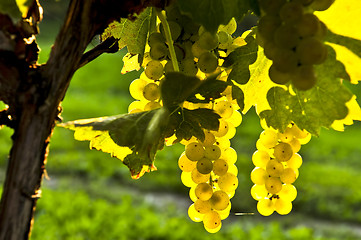 Image showing Yellow grapes