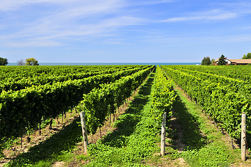 Image showing Vineyard